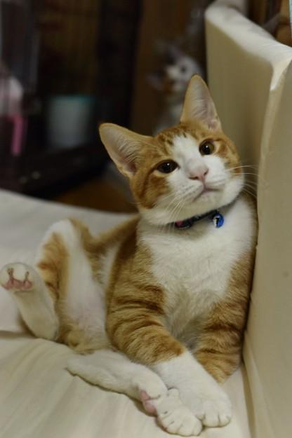 悩みがあります みぽたんさんの猫ブログ ネコジルシ