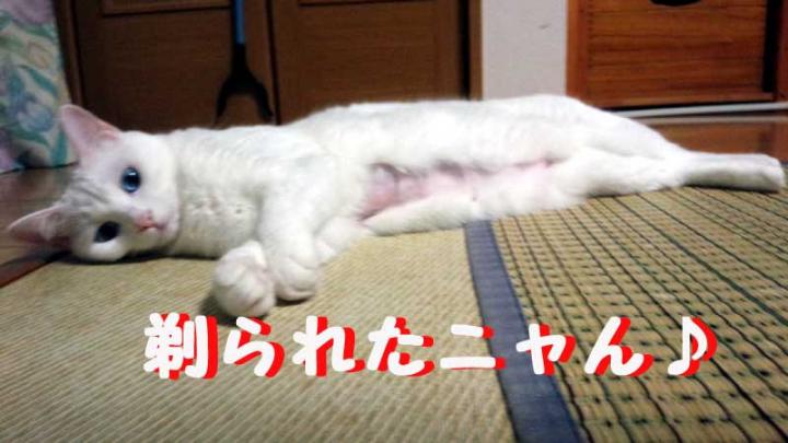 検査に言ってきたニャン♪ - シモチャンさんの猫ブログ - ネコジルシ