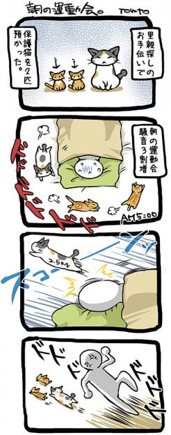 ねこ漫画 ２ 朝の運動会 Tomtoさんの猫ブログ ネコジルシ
