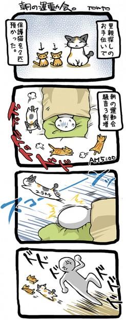 ねこ漫画 2 朝の運動会 Tomtoさんの猫ブログ ネコジルシ ねこ漫画 2 朝の運動会 Tomtoさんの猫ブログ ネコジルシ