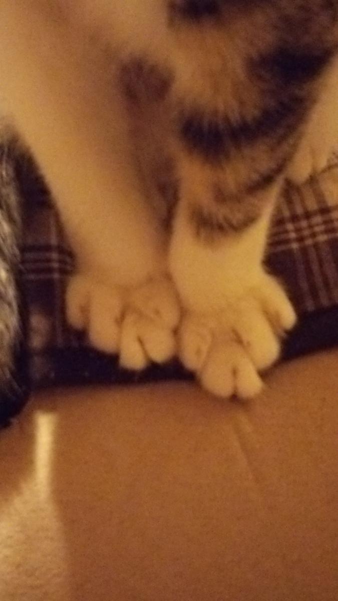 奇形 なぁこさんの猫ブログ ネコジルシ
