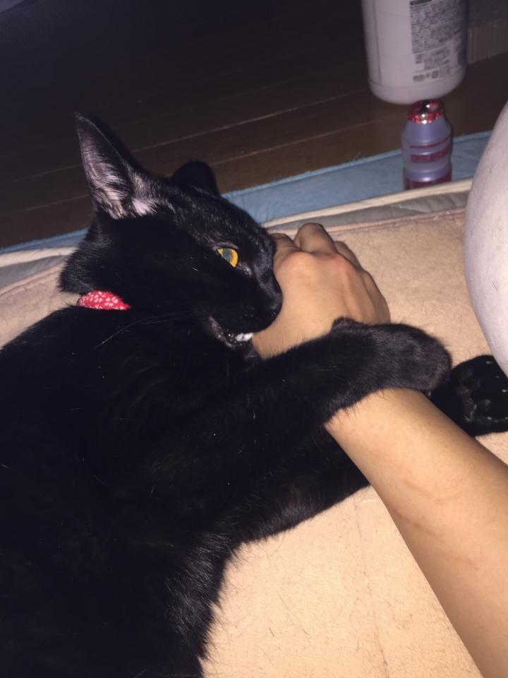 猫日記1 S1s1さんの猫ブログ ネコジルシ