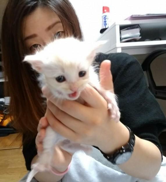 我が家の暴れん坊、さくちゃん - 堀越こっこさんの猫ブログ - ネコジルシ