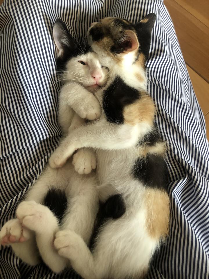 ママのお膝が大好きニャン くーたんニャンさんの猫ブログ ネコジルシ