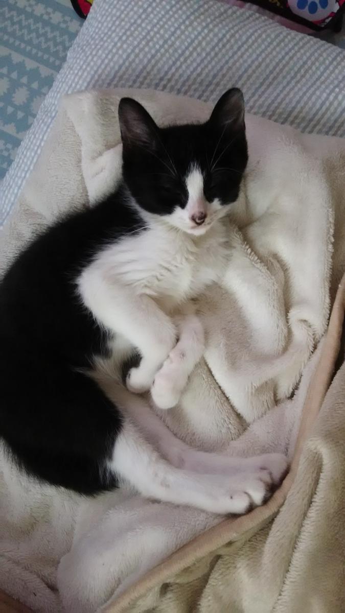 先住猫がストレスで声が Nanakikitikokoさんの猫ブログ ネコジルシ