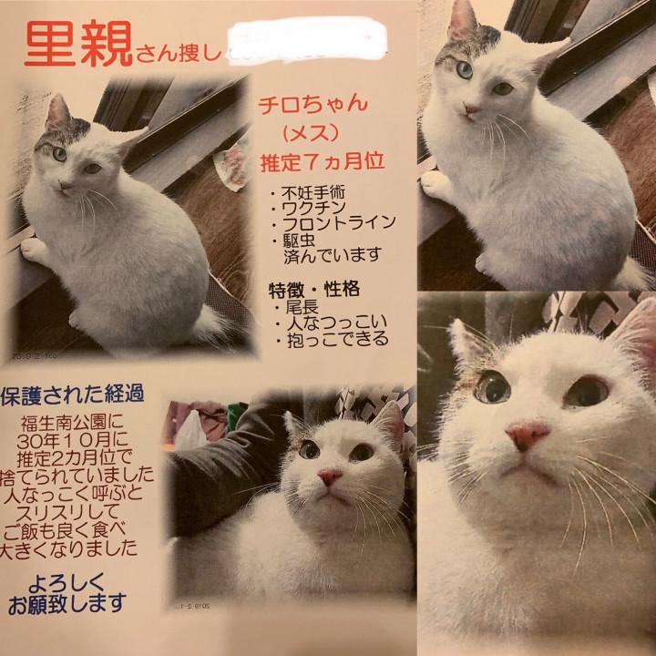 里親決定！チロちゃん】 - Kudtenさんの猫日記