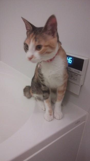 お風呂 かずぽんさんの猫ブログ ネコジルシ