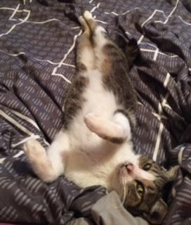 臭くないおしっこ！？ - くみちさんの猫ブログ - ネコジルシ