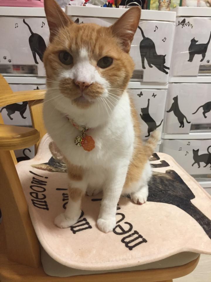 腎臓数値が改善傾向 むーんたんさんの猫ブログ ネコジルシ