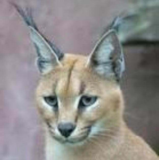 猫の耳 乾物猫さんの猫ブログ ネコジルシ