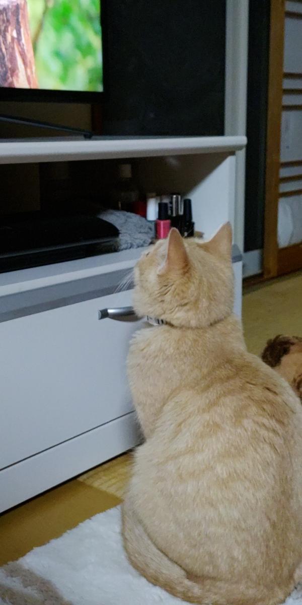 テレビを見る猫 くろろさんの猫ブログ ネコジルシ