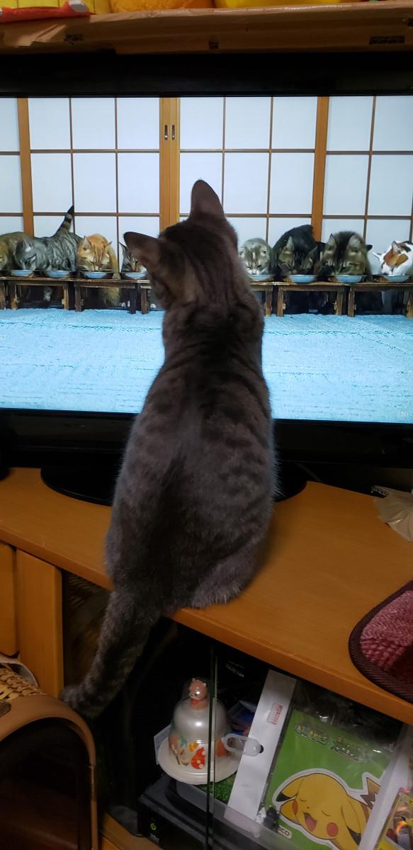 猫 が 見る 動画