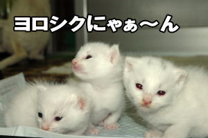 ありがとうございました。