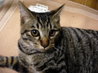 目がまん丸くて、顔がかわいい★　