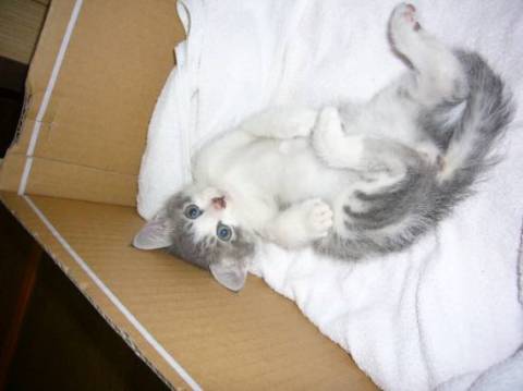 とてもきれいな子猫ちゃんです。捨