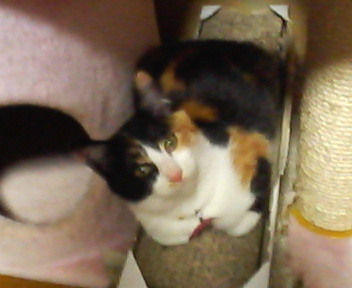 来年からのワクチン、不妊手術をし