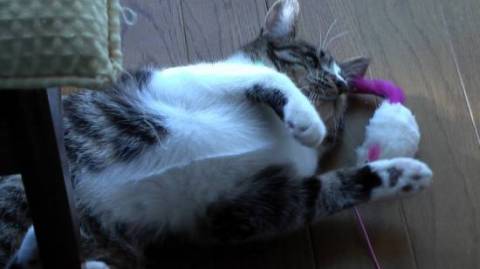 ありがとうございました。