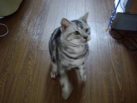 去勢済み。