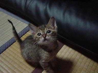 しましまちゃんですが　いろが　む