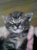 動物を飼った事がないので与えられ