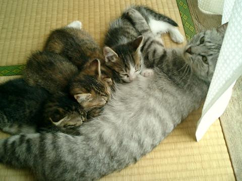 母猫は避妊手術をすることになりま