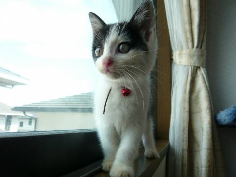 里親様の条件
・　事前アンケー