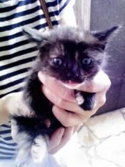 真っ黒で足元が茶色です。