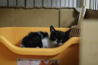 白黒。鼻から上が黒、頬が白、あご
