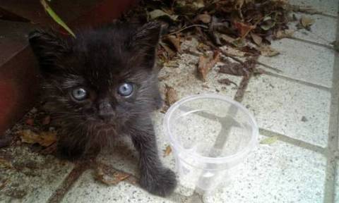 なつっこいかわいい子猫です。