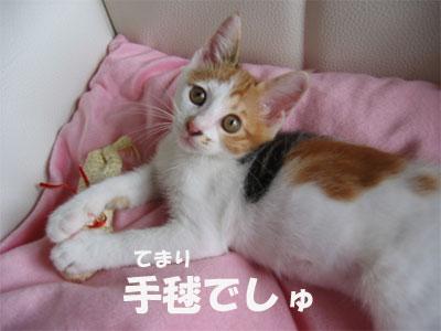 とにかく元気一杯！
我が家の先
