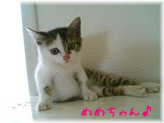 白ベースの三毛猫　生後約２ヵ月半