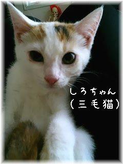 ほとんど白、おでこと尻尾と背中に