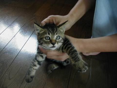 「キキ」と「ララ」の２匹は遊ぶと