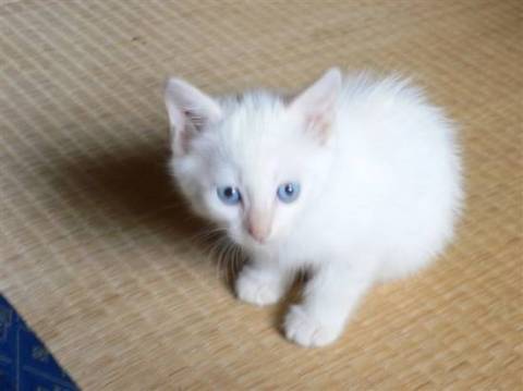 唯一母猫と同じ白色です。食欲旺盛