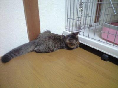 ２匹とも他のネコちゃんともすぐに