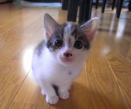 白黒です。
鼻の下のほうが黒く