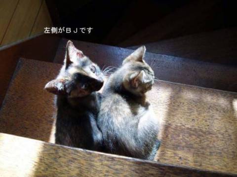 こちらに沢山の動画や写真をアップ