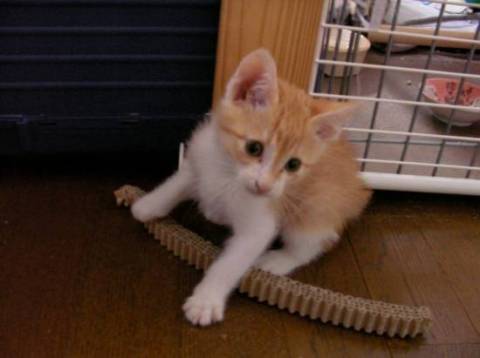とても　甘えん坊です。
小さい