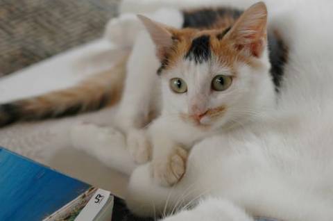○三毛猫の女の子
○生後約2〜