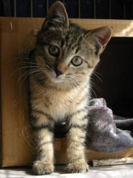 全身雉トラの短毛で、先曲がりのか