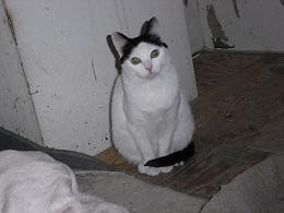 大人しくて懐こい可愛い子です。