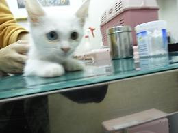 真っ白で目がオットアイです。他に