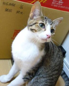 鼻筋に一本白い線が入っているので