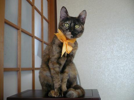 ☆完全室内飼育してくださる方
