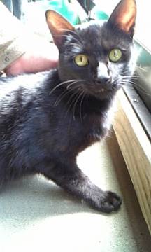 黒ねこで、首とお腹に少し白い部分