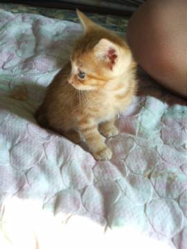 子猫物語にでていた「ちゃとらん」