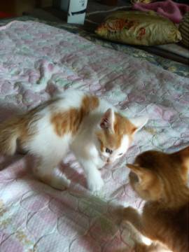 茶色と白のぶち猫です。三匹います