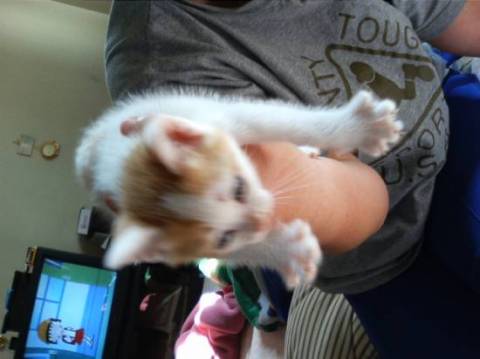 メスなのですが、オスに負けないく