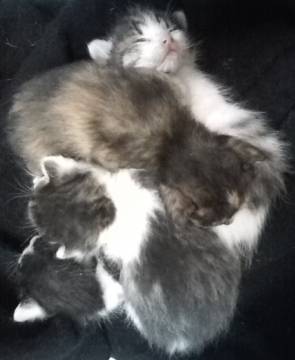 ★親猫
白地に黒シマ赤シマのミ