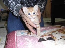 ☆室内で大切に飼ってくださる方